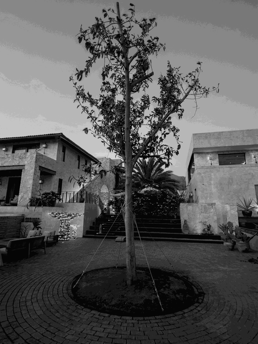 Trasplante del árbol