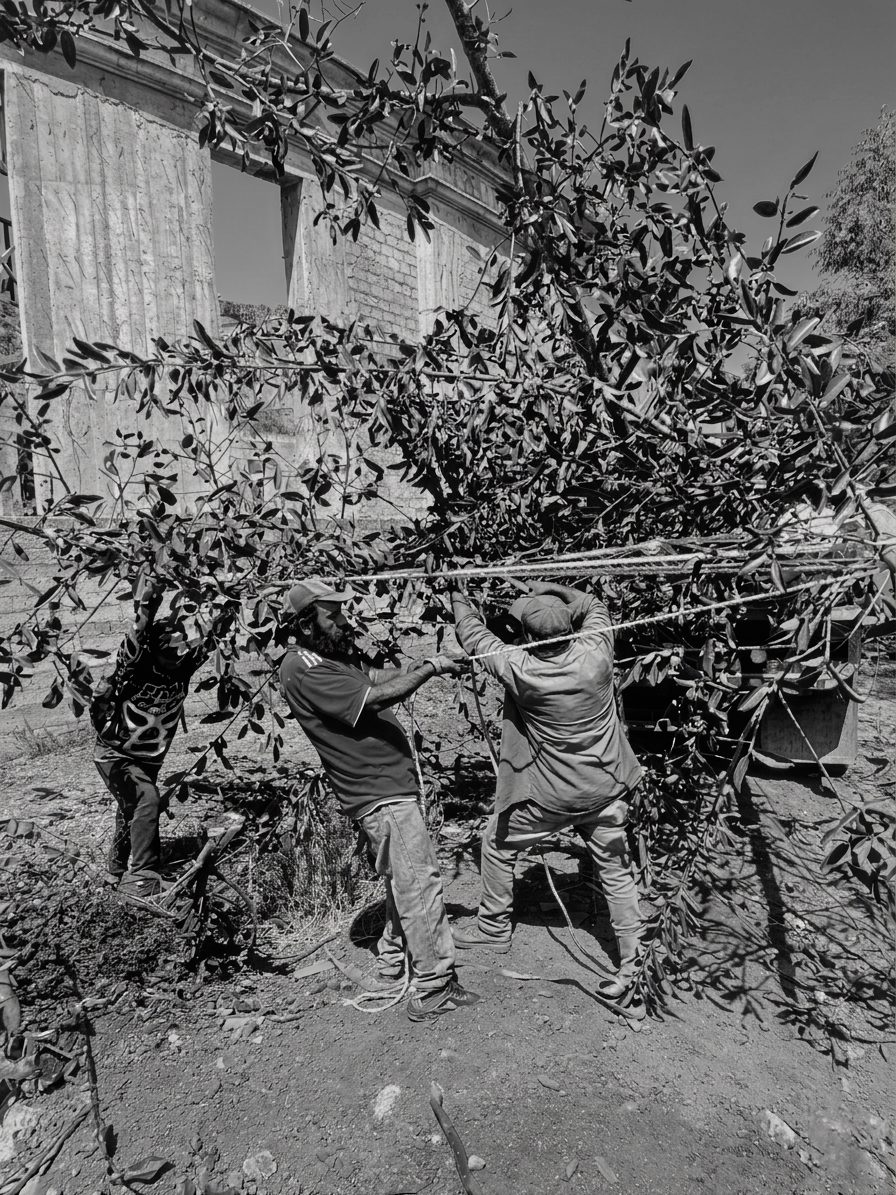 Transporte del árbol